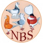 NBS logo